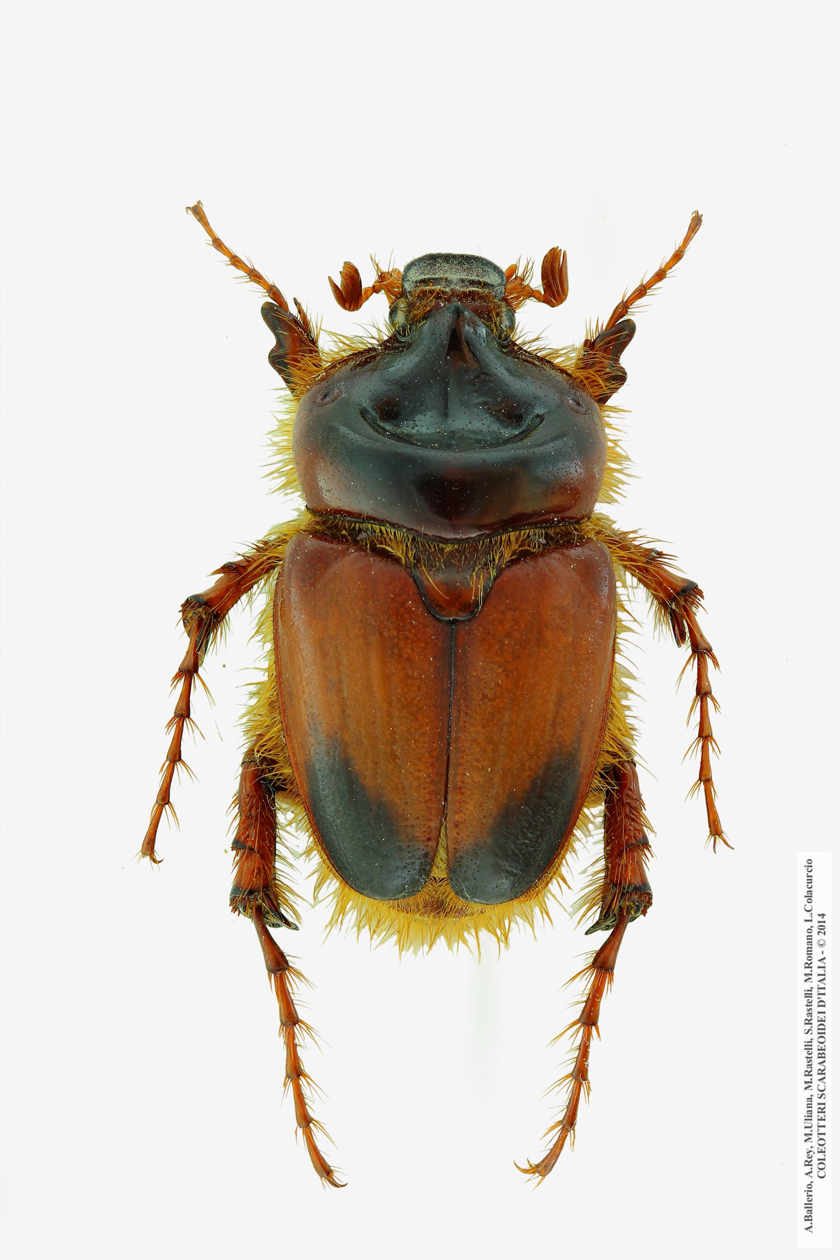 Pachypus candidae, maschio 